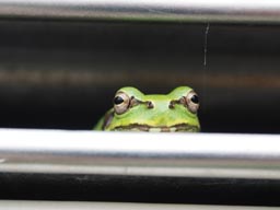 カエルさん 宮崎県上鹿川や福岡市近郊でのフライフィッシング