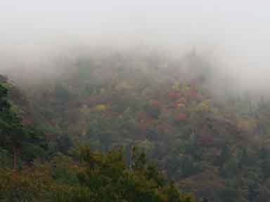 紅葉 宮崎県上鹿川や福岡市近郊でのフライフィッシング